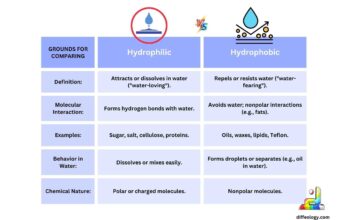 Difference Between Hydrophilic and Hydrophobic