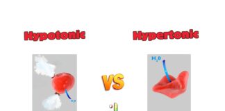 Difference Between Hypotonic and Hypertonic