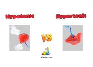 Difference Between Hypotonic and Hypertonic