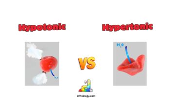 Difference Between Hypotonic and Hypertonic