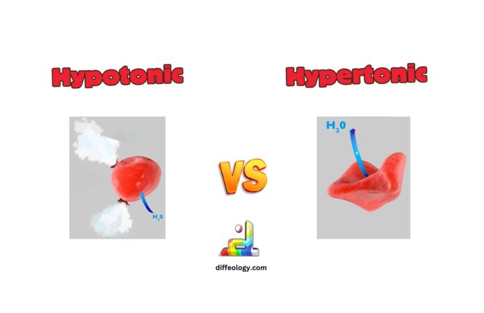 Difference Between Hypotonic and Hypertonic