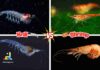 Difference Between Krill and Shrimp