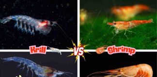 Difference Between Krill and Shrimp