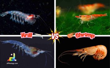Difference Between Krill and Shrimp