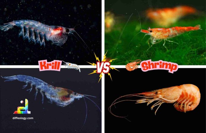 Difference Between Krill and Shrimp