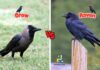 Difference Between Crow and Raven