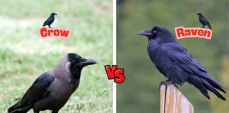 Difference Between Crow and Raven