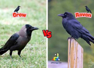 Difference Between Crow and Raven