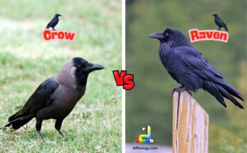 Difference Between Crow and Raven