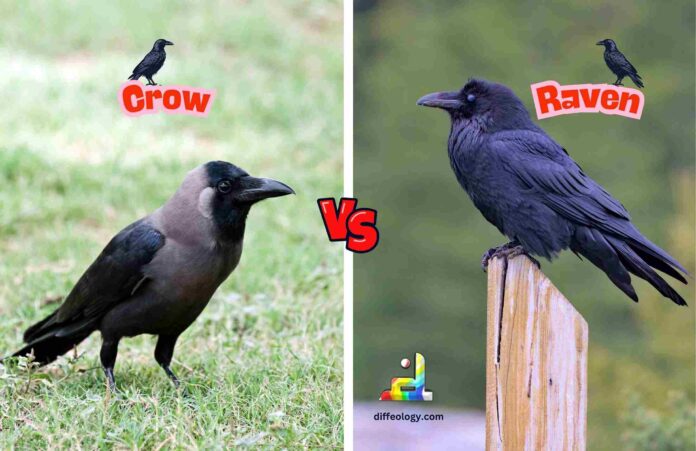 Difference Between Crow and Raven