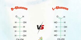 Difference Between D and L Glucose