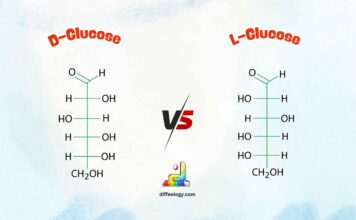 Difference Between D and L Glucose
