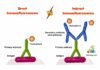 Difference Between Direct and Indirect Immunofluorescence