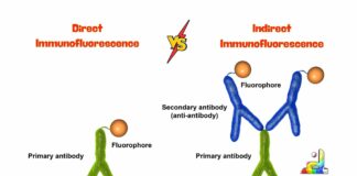 Difference Between Direct and Indirect Immunofluorescence