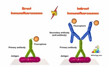 Difference Between Direct and Indirect Immunofluorescence