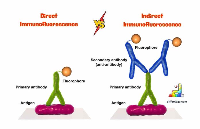 Difference Between Direct and Indirect Immunofluorescence