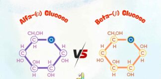 Differences Between Alpha and Beta Glucose