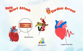 Difference Between Heart Attack and Cardiac Arrest