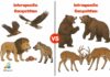 Difference Between Interspecific and Intraspecific Competition