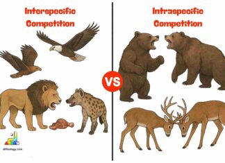 Difference Between Interspecific and Intraspecific Competition