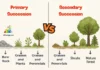 Difference Between Primary and Secondary Succession