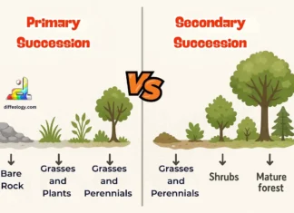 Difference Between Primary and Secondary Succession