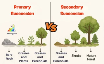 Difference Between Primary and Secondary Succession