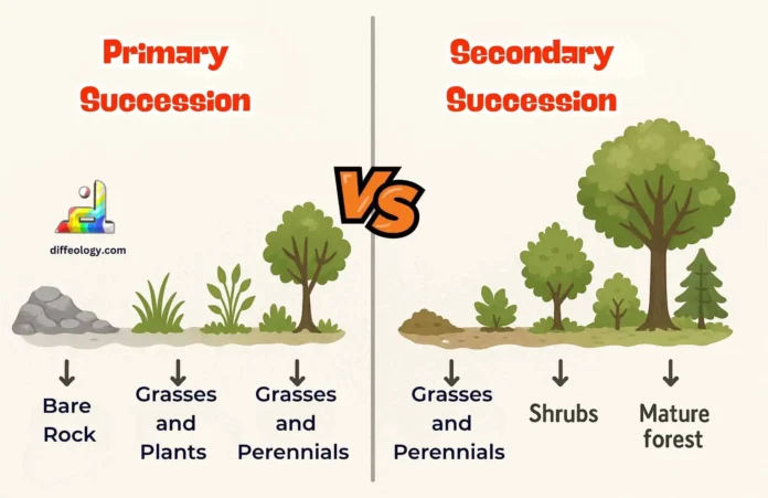 Difference Between Primary and Secondary Succession