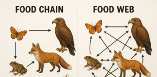 Difference Between Food Chain and Food Web