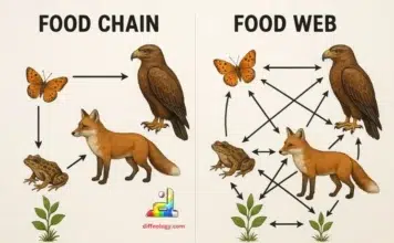 Difference Between Food Chain and Food Web