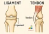 Difference Between Ligament and Tendon