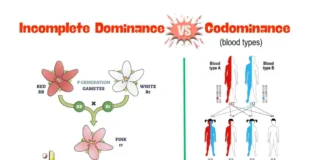 Difference Between Incomplete Dominance and Codominance