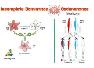 Difference Between Incomplete Dominance and Codominance