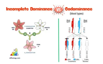 Difference Between Incomplete Dominance and Codominance