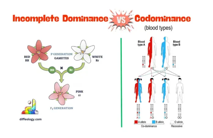 Difference Between Incomplete Dominance and Codominance