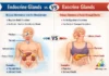difference between endocrine and exocrine glands