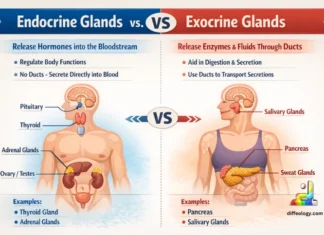 difference between endocrine and exocrine glands