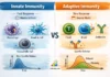 difference between innate and adaptive immunity