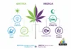 Difference Between Sativa and Indica