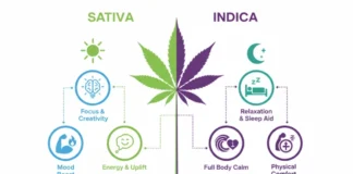 Difference Between Sativa and Indica