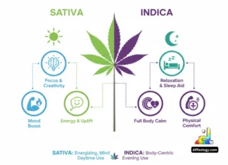 Difference Between Sativa and Indica