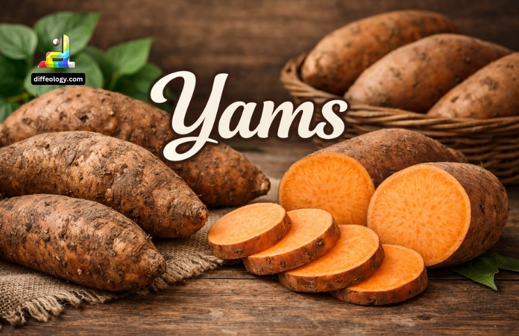 What are Yams