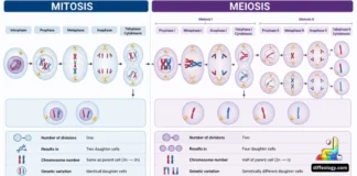 Difference Between Mitosis and Meiosis