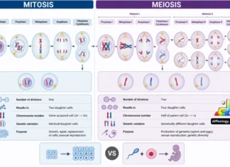 Difference Between Mitosis and Meiosis