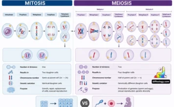 Difference Between Mitosis and Meiosis