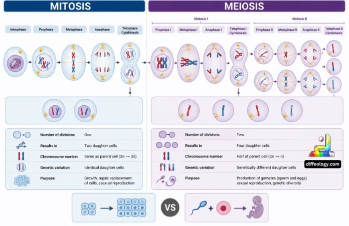 Difference Between Mitosis and Meiosis