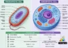 Difference Between Prokaryotic and Eukaryotic Cell