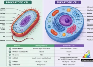 Difference Between Prokaryotic and Eukaryotic Cell