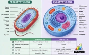 Difference Between Prokaryotic and Eukaryotic Cell